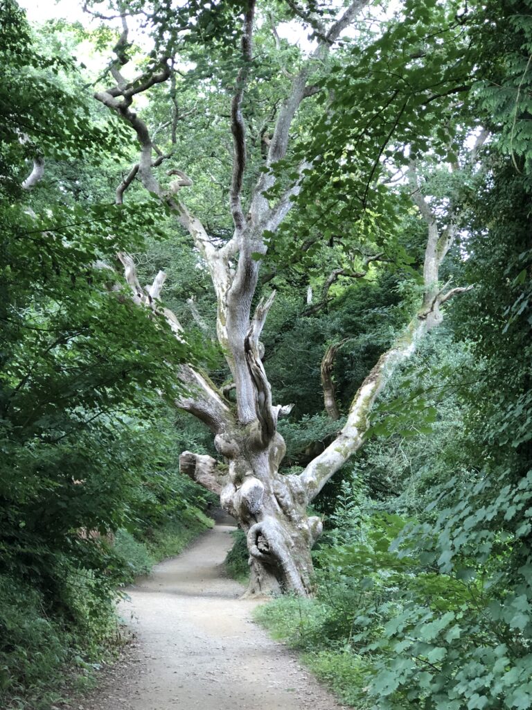 tree-inspection-improvers-course-kingswood-training